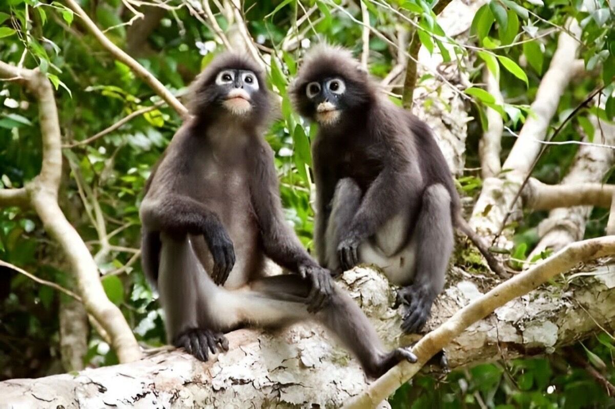 Kayaking through sea caves at Ang Thong Marine Park, Koh Samui