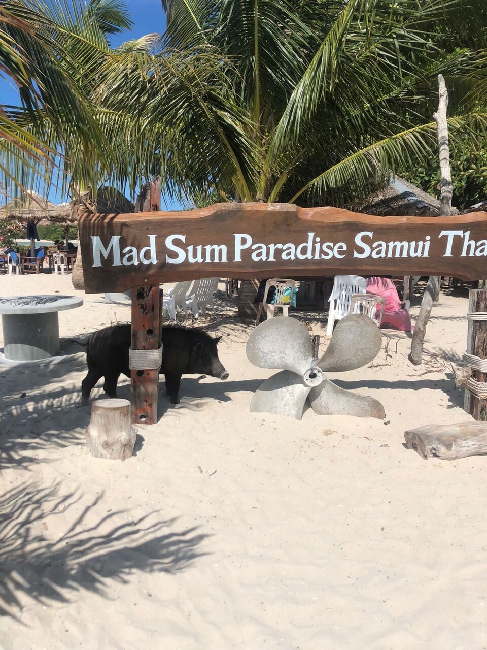 Excursion Koh Tan Pig Island Koh Samui - snorkeling cochons plage