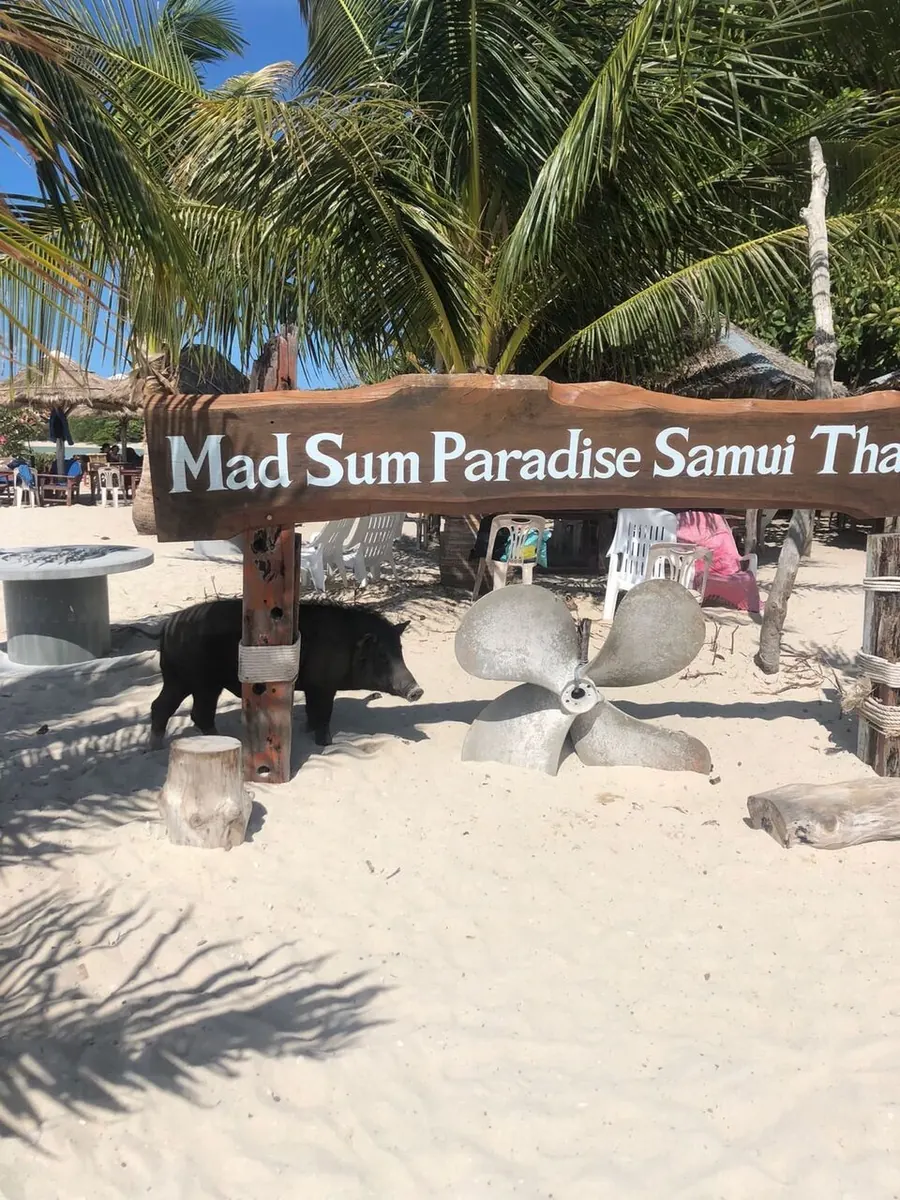 Excursion Koh Tan & Koh Madsum Pig Island Koh Samui - snorkeling cochons plage