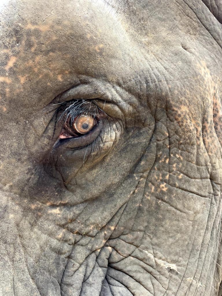 Samui Elephant Haven Video